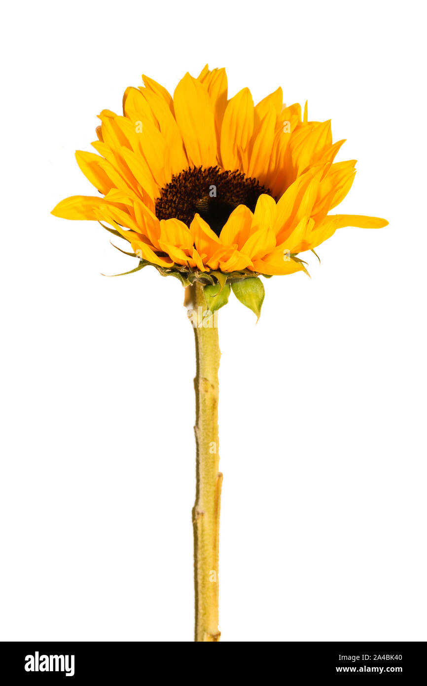 Sunflower Isolated - yellow sunflower over white background Stock Photo ...