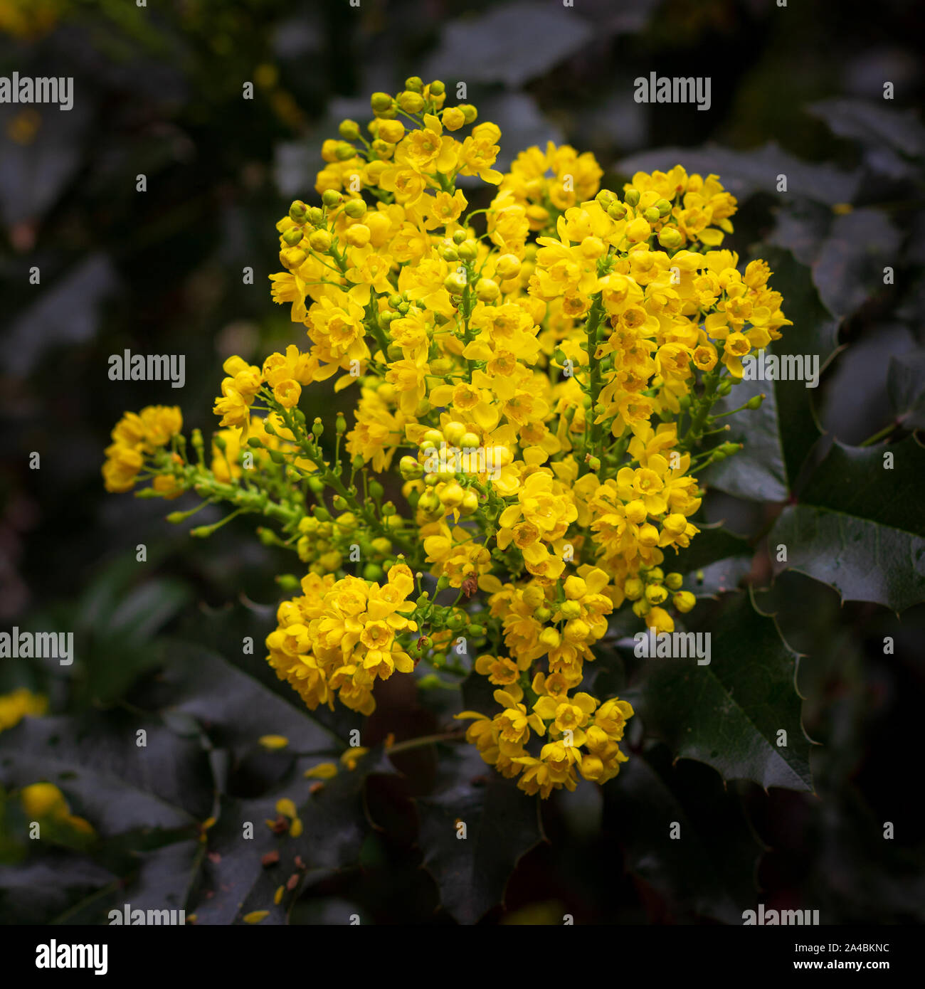 Clusters of small yellow flowers on a plant Stock Photo