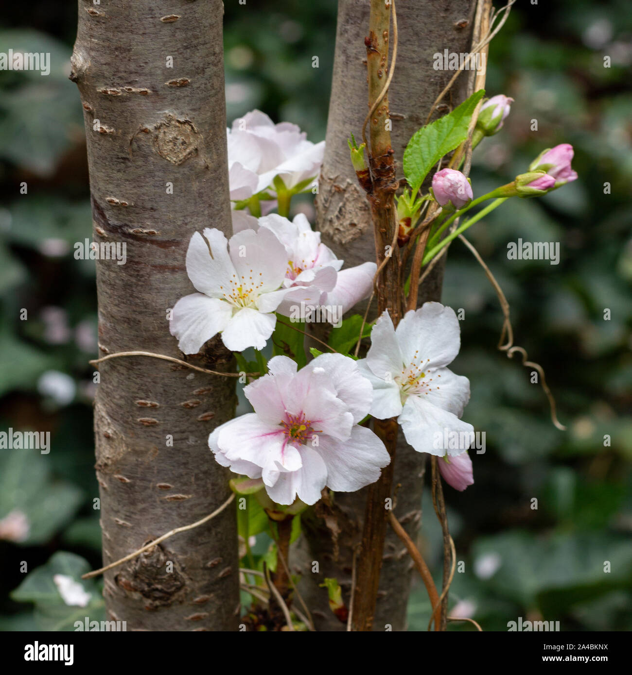 My Image 16