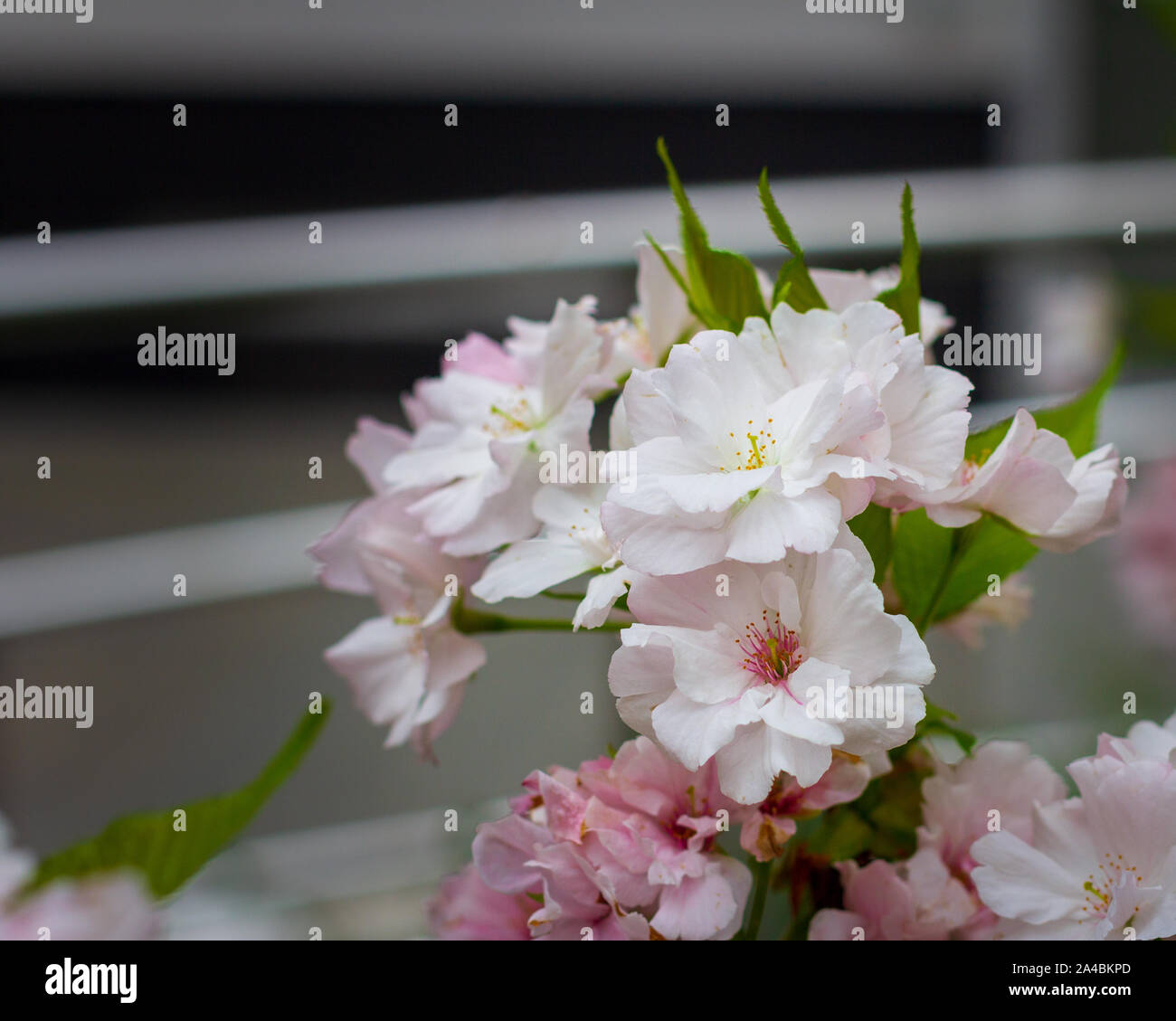 Clusters of pink and white flowers on a plant Stock Photo - Alamy