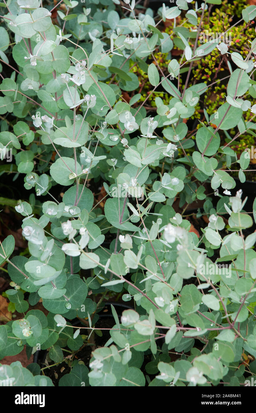 Young Eucalypyus gunnii plants .  Common names Gum, Ironbark, Cider gum.  Family name MYRTACEAE. Stock Photo