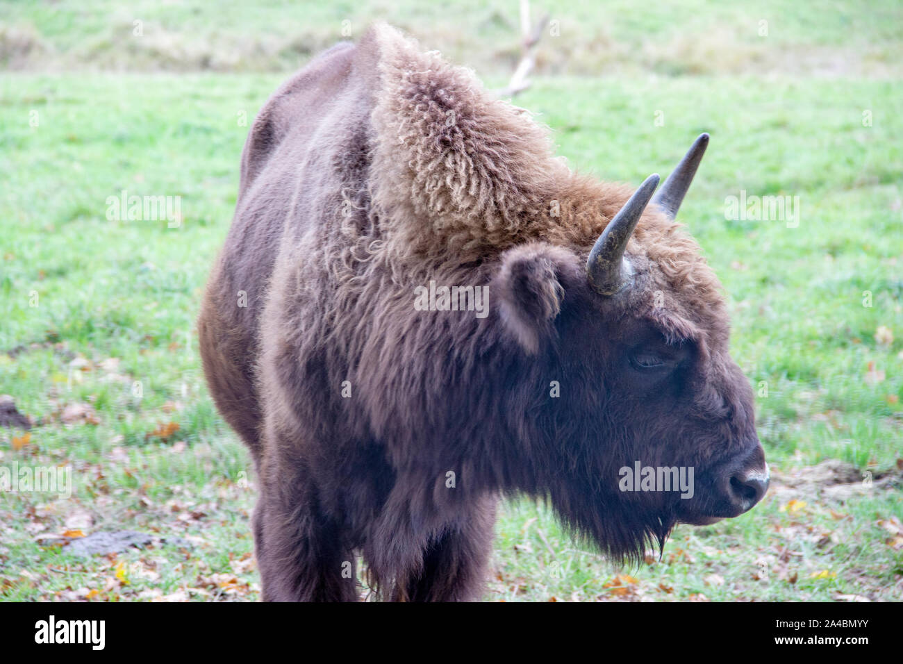 seen from the side a European bison, Latin bison bonasus Stock Photo
