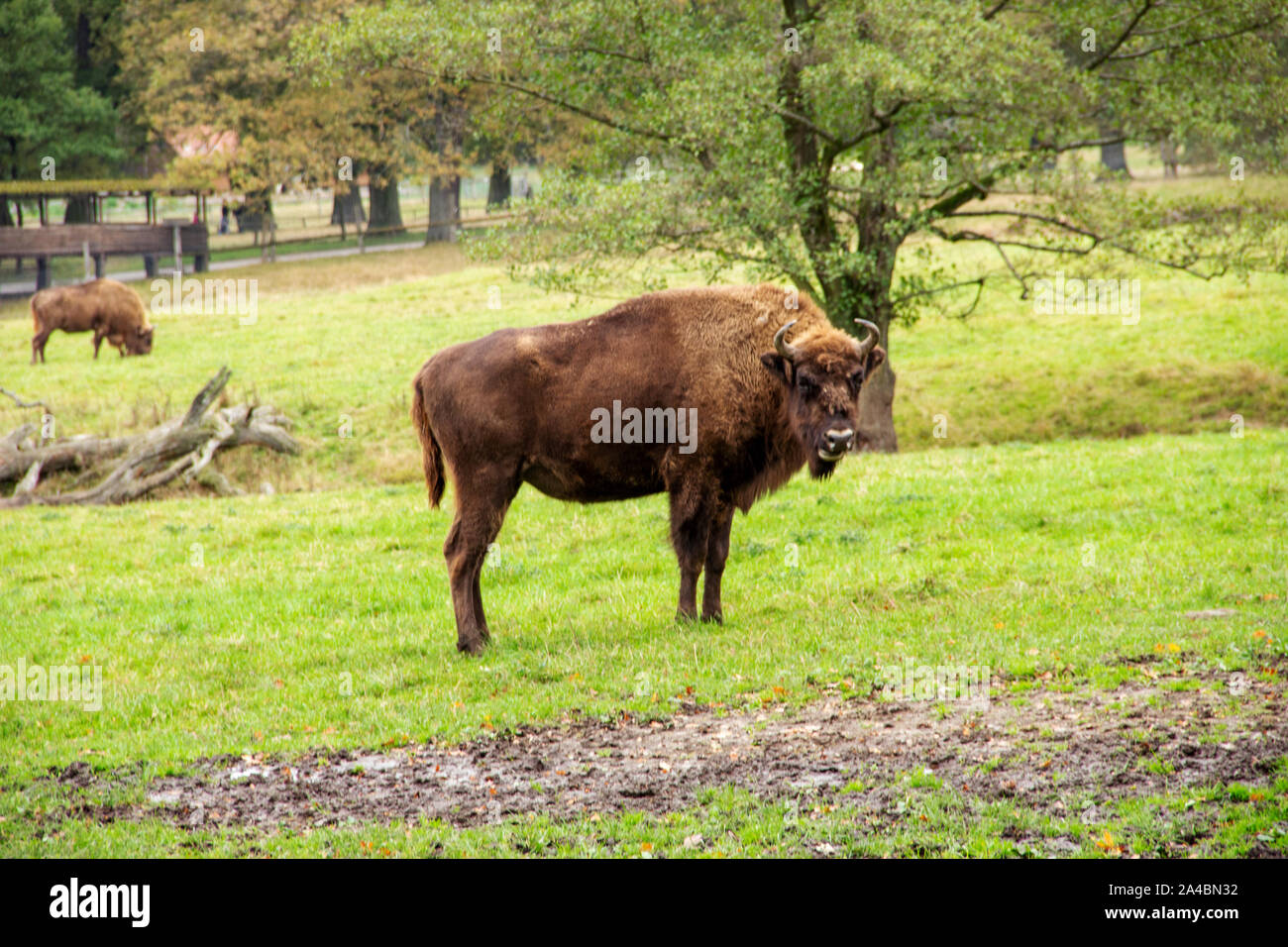 View of a European bison, Latin bison bonasus Stock Photo