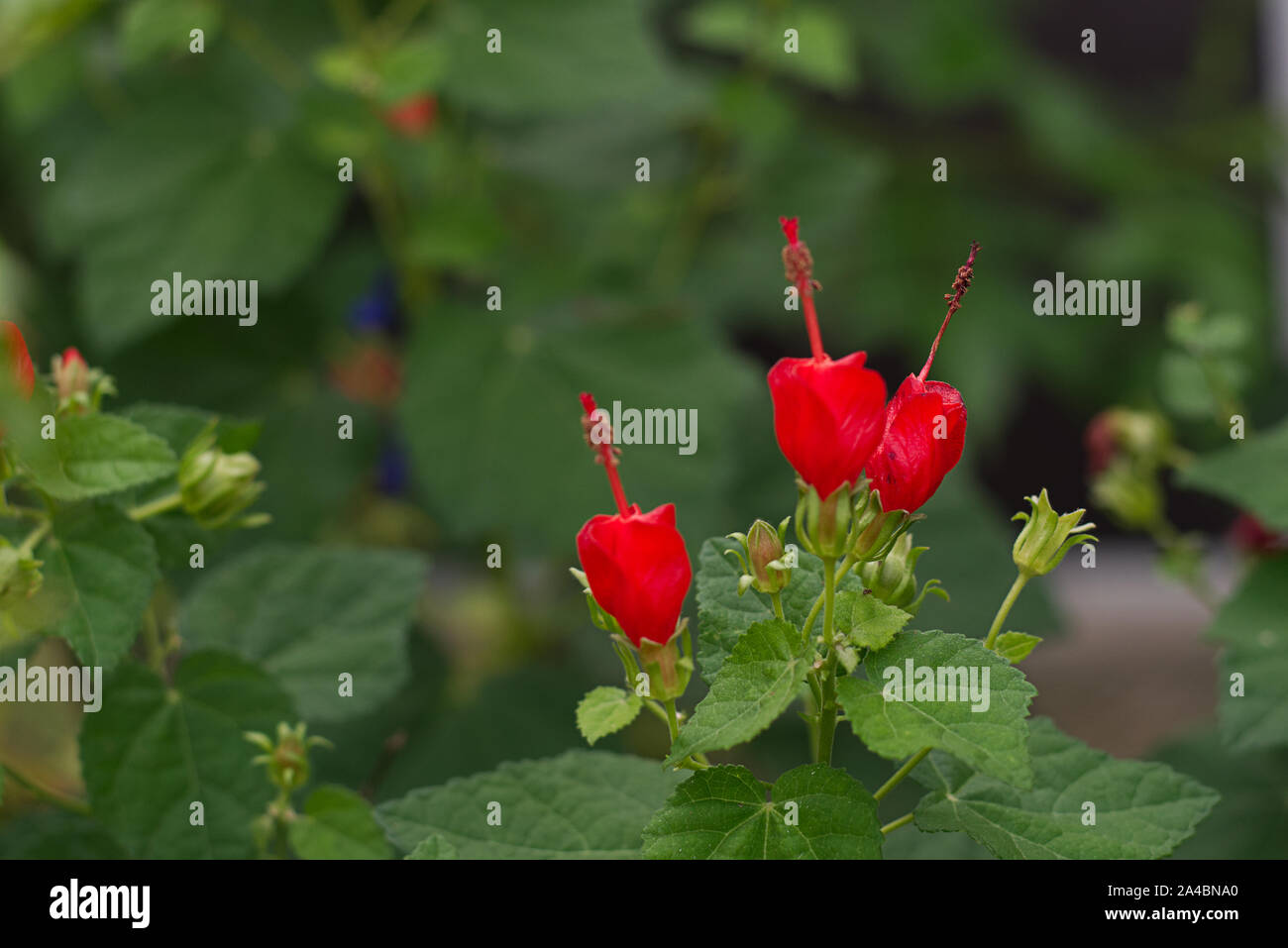 Beautiful red flowers found at an outdoor garden area used for landscaping. Stock Photo