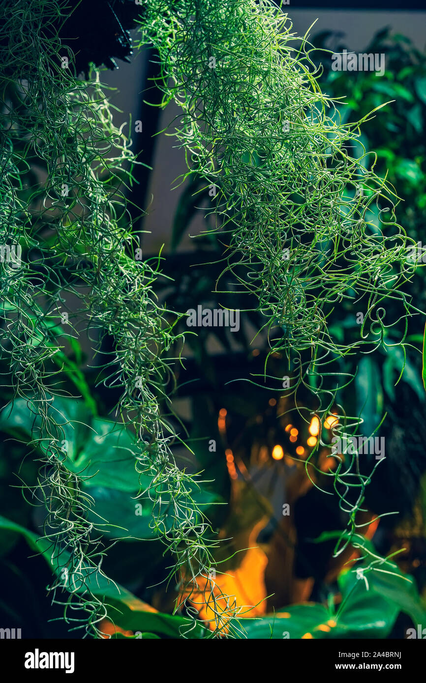 Hanging exotic spiral plant on the background of tropical plants