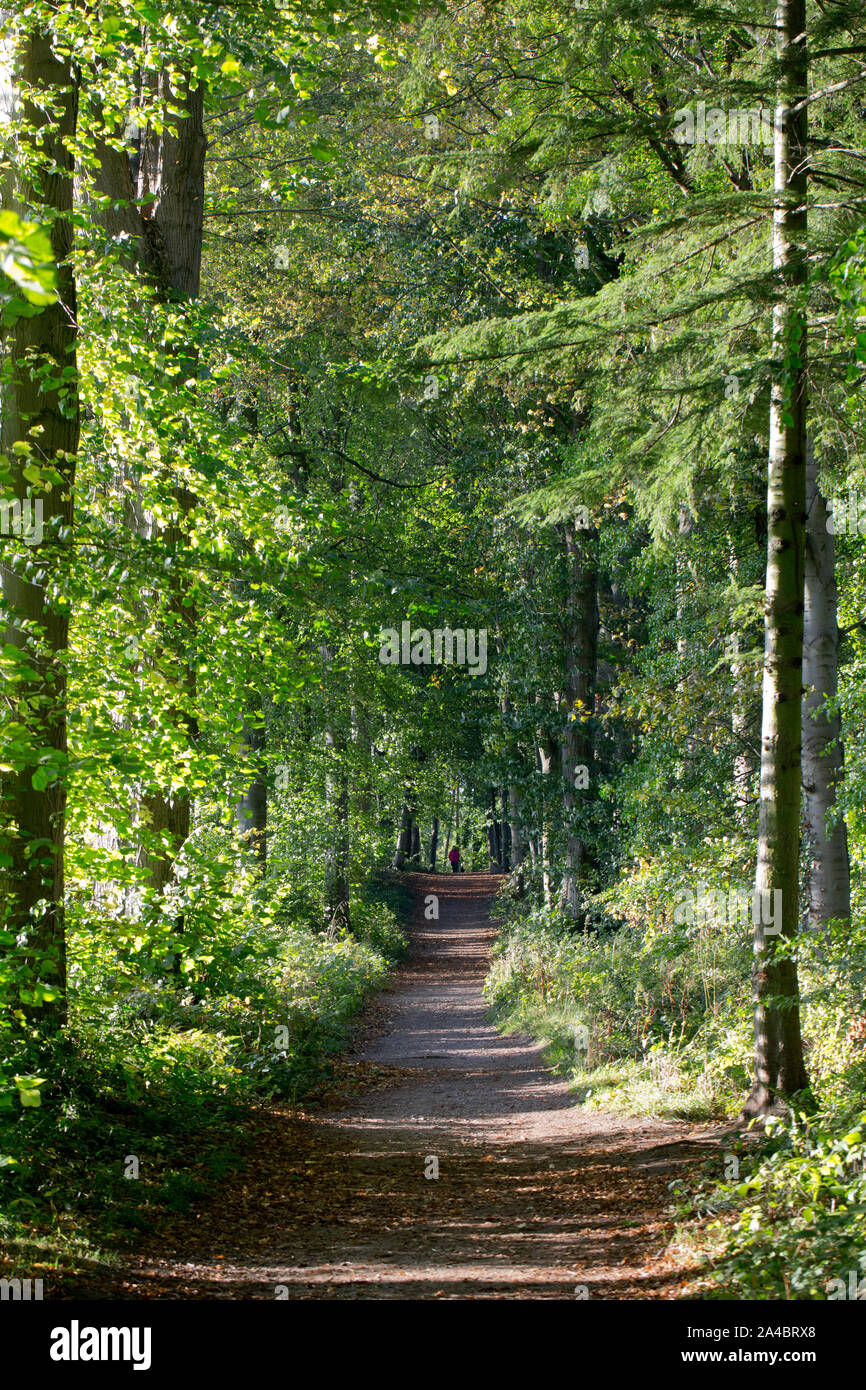 Forest Walk Dalkeith Country Park Midlothian Scotland Stock Photo forest-walk-dalkeith-country-park-midlothian-scotland-stock-photo
