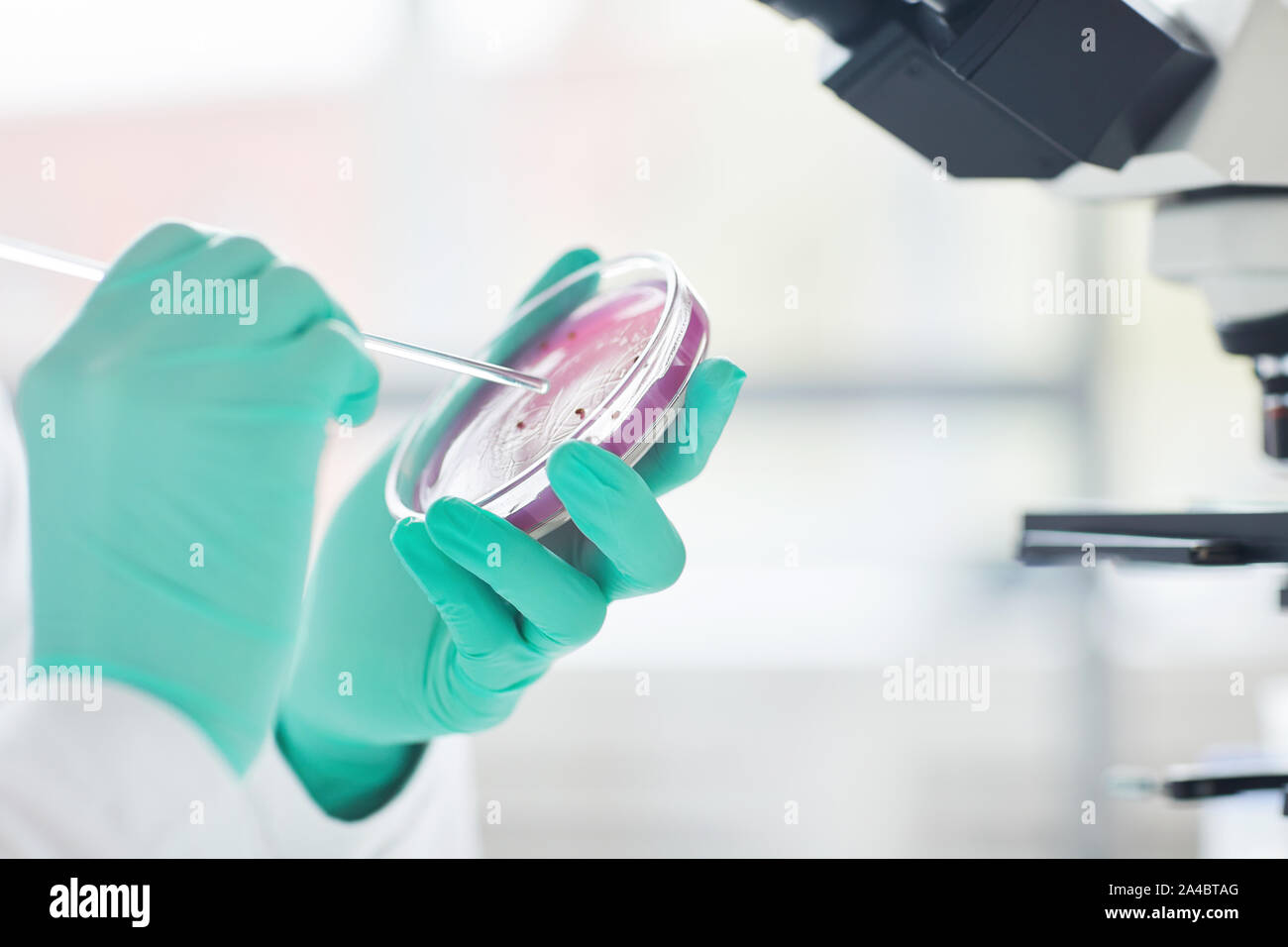 Close up of unrecognizable female scientist holding petri dish with ...