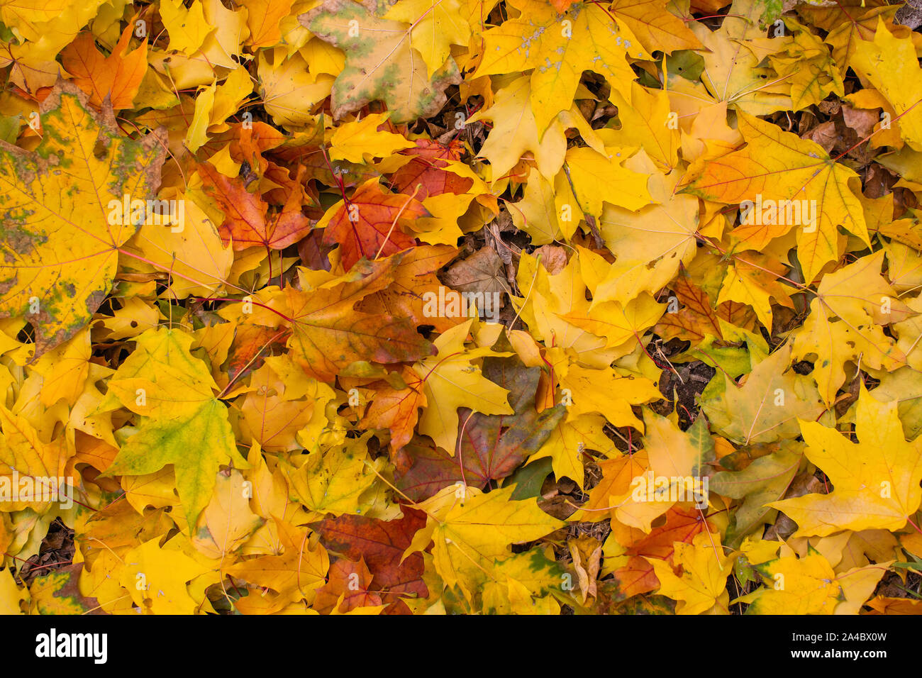 Fallen yellow leaves of the maples lies the ground Stock Photo - Alamy