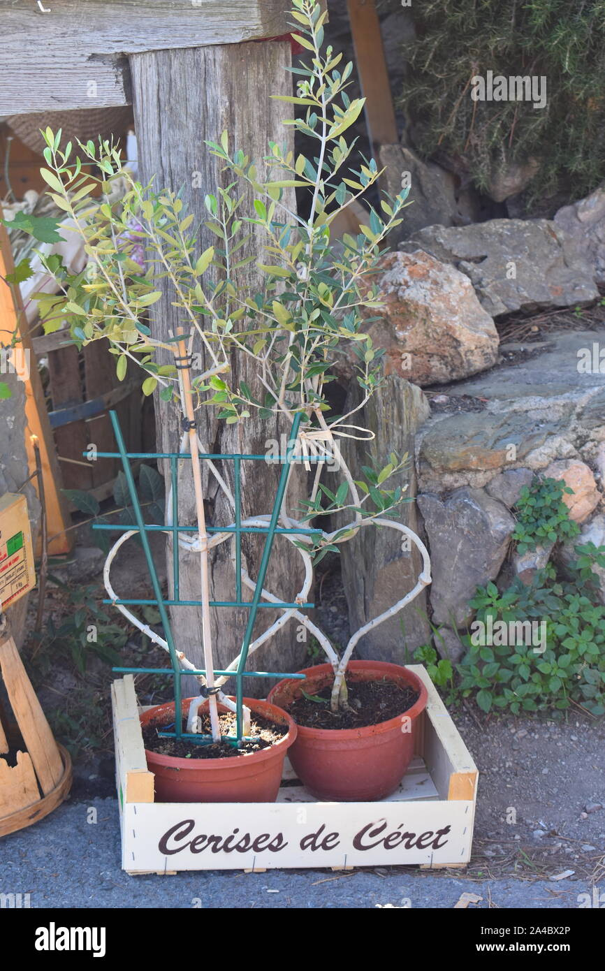 Heart shaped Mediterranean olive trees in pots for sale on a French farmers market. Olive trees which trunks form a heart are typical Catalan souvenir. Stock Photo