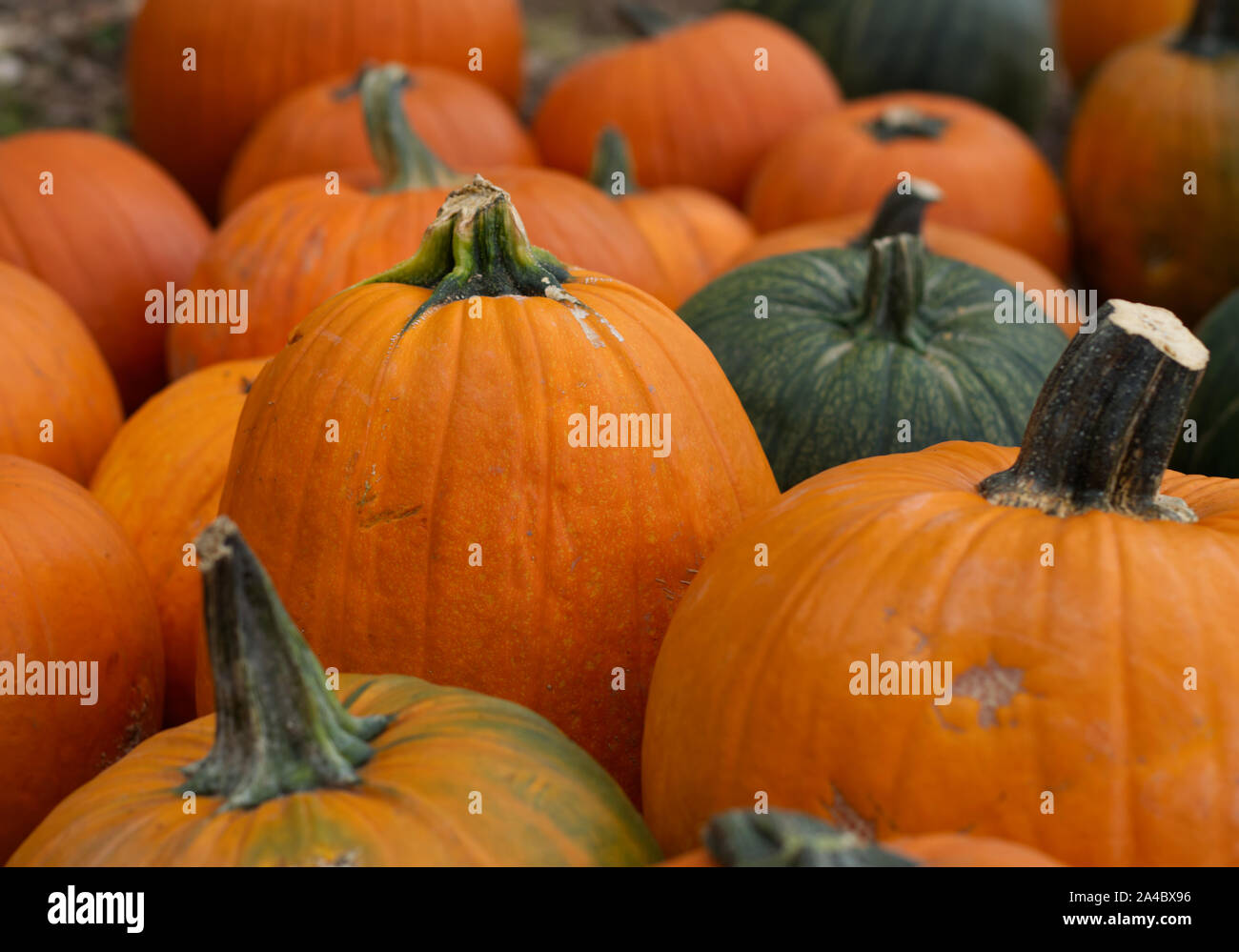 Bright and vibrant orange and green pumpkins in a pumpkin patch at a fall festival. Stock Photo