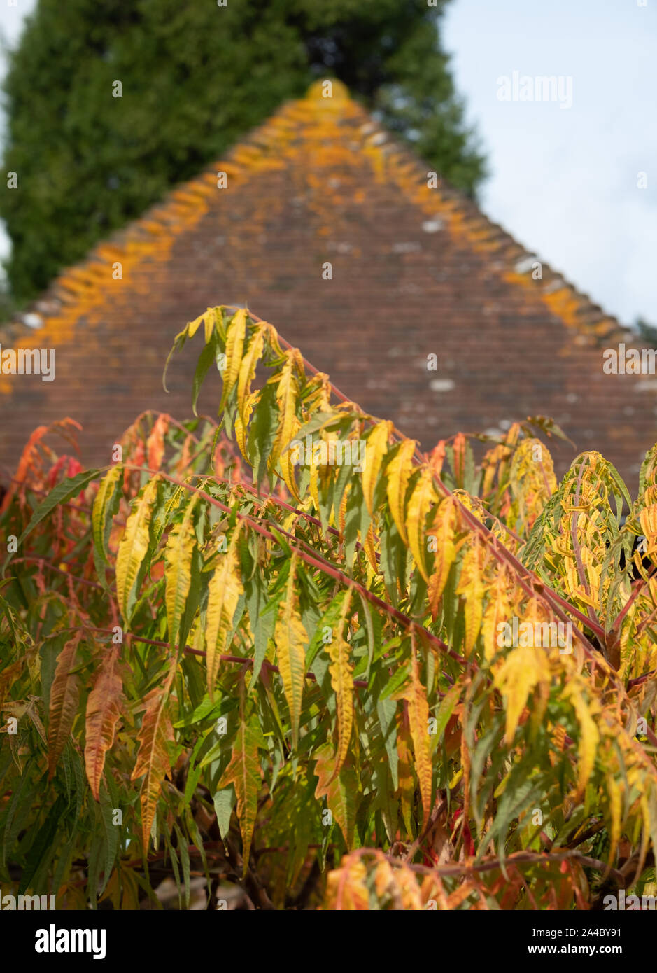 Leaves of the sumac tree photographed in autumn in front of a roof with