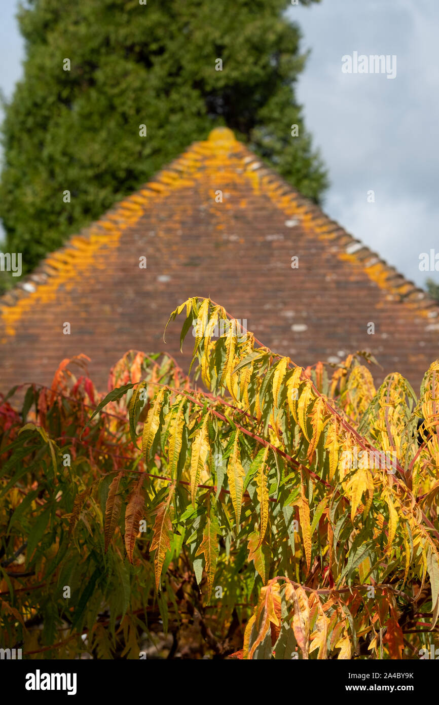 Leaves of the sumac tree photographed in autumn in front of a mossy