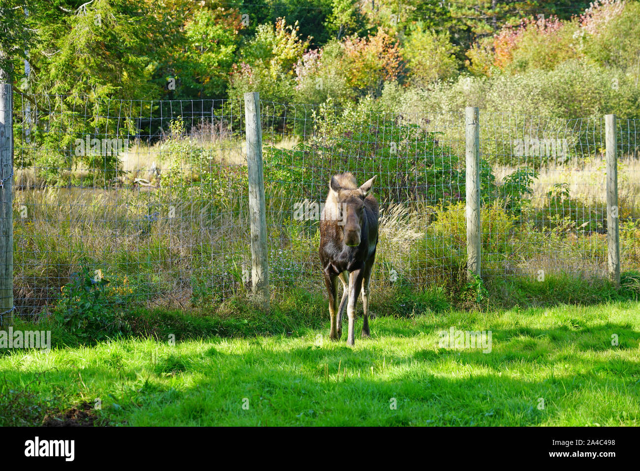 A cow moose at a wildlife park in Nova Scotia, Canada Stock Photo Alamy