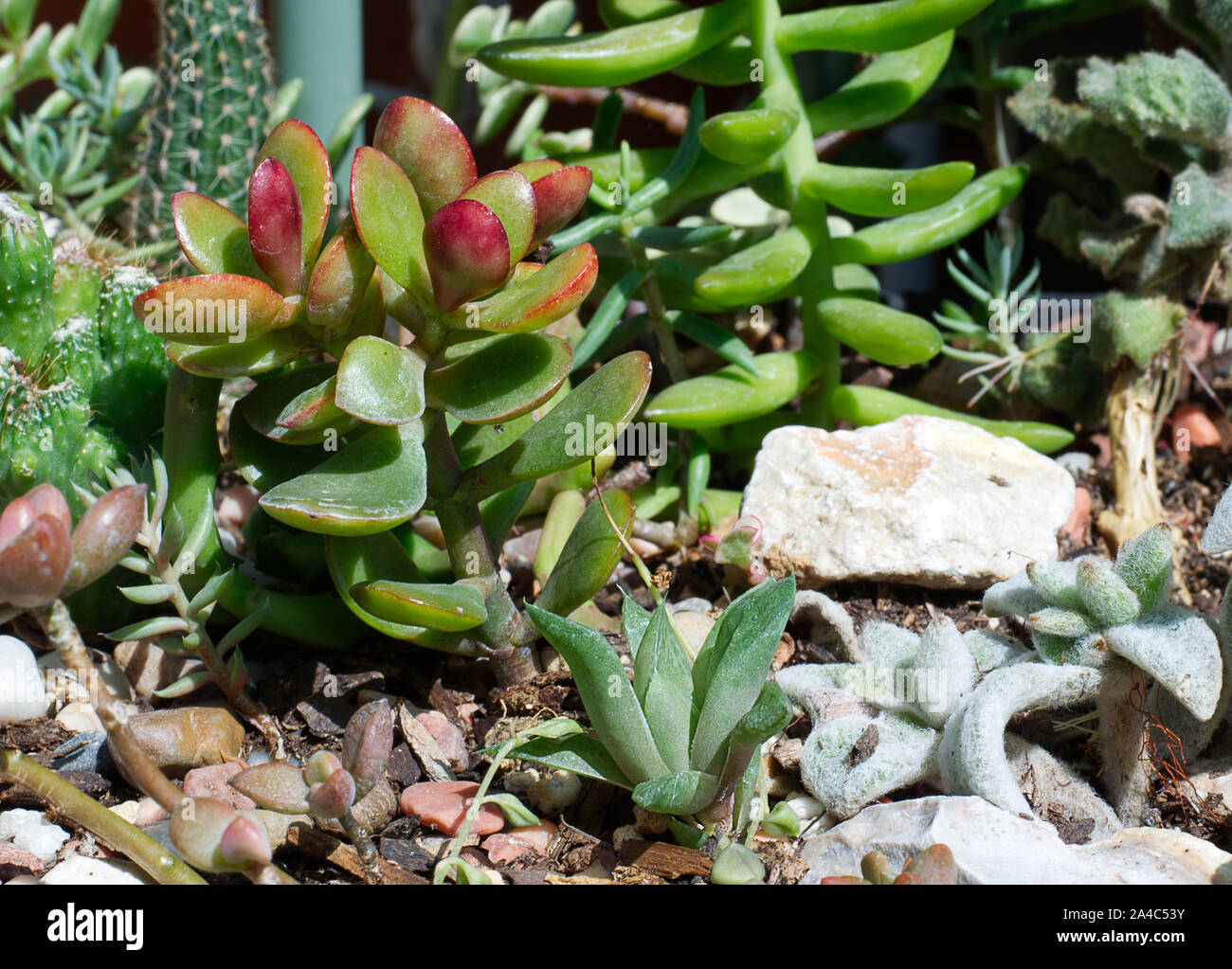 Mixed cacti and succulents in a barrel Stock Photo Alamy