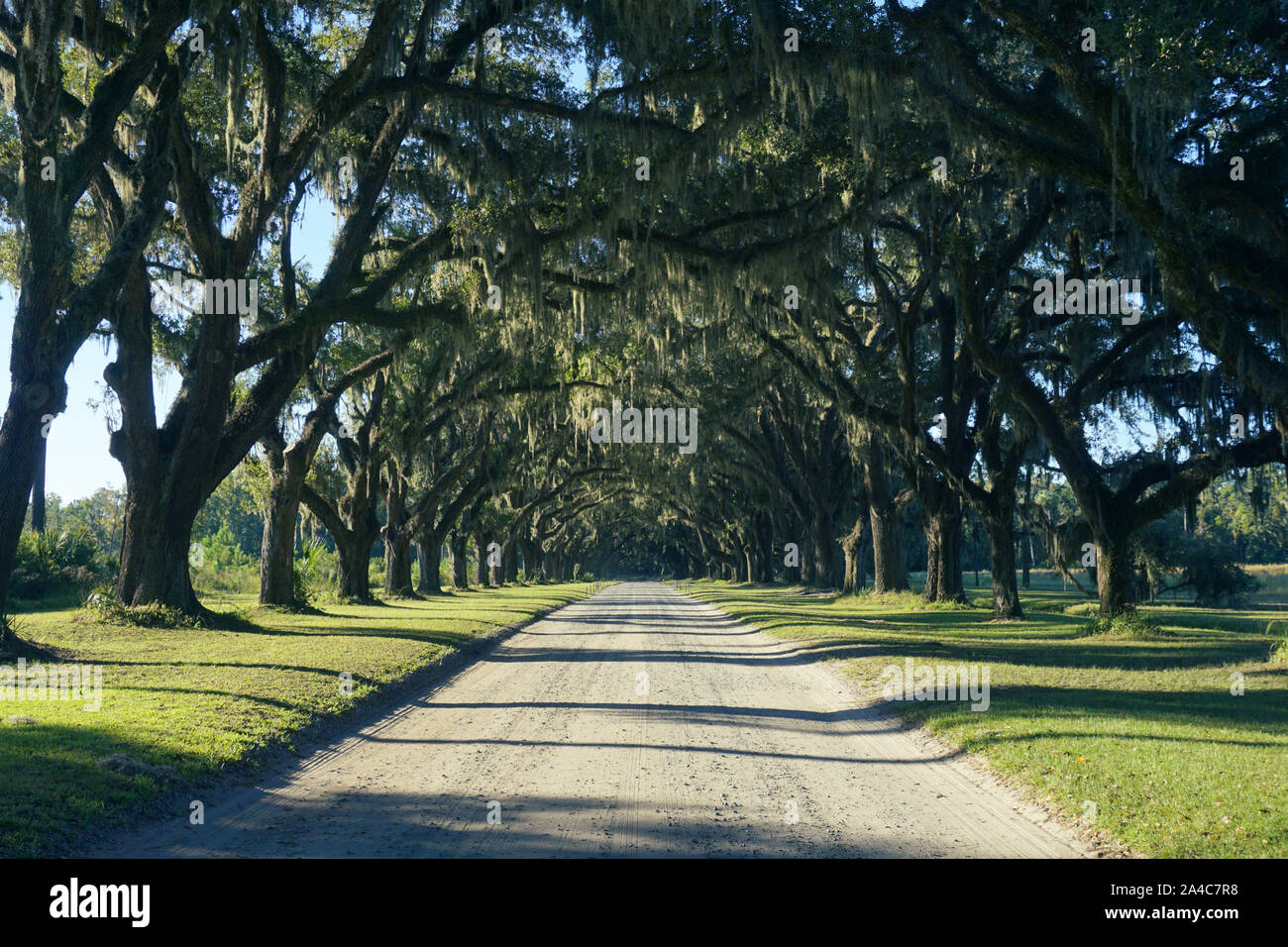Dirt road lined with Live Oak trees Stock Photo