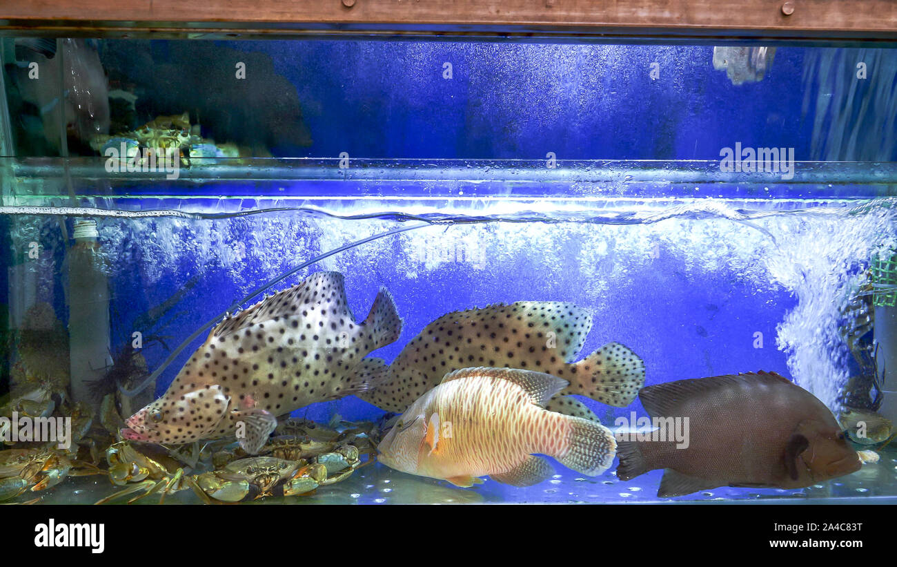 fishtanks with live fish and seafood at fa yuen market in hong kong Stock Photo