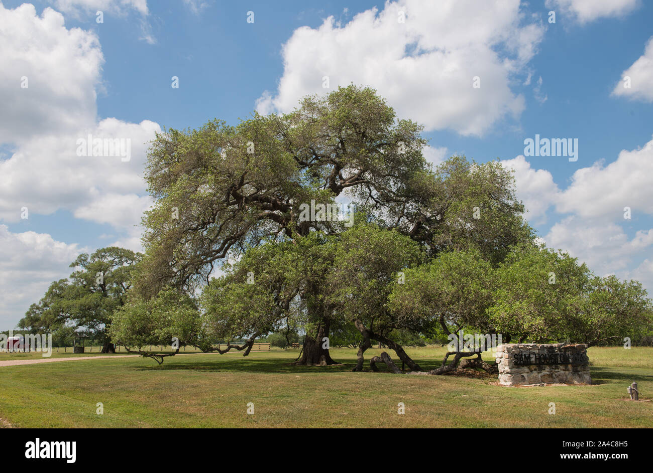 The Sam Houston Oak in Gonzales, Texas, where, in 1836, Sam Houston and several citizen-soldiers temporarily fleeing the superior Mexican forces after the fall of the Alamo in San Antonio, spent a miserable night Stock Photo