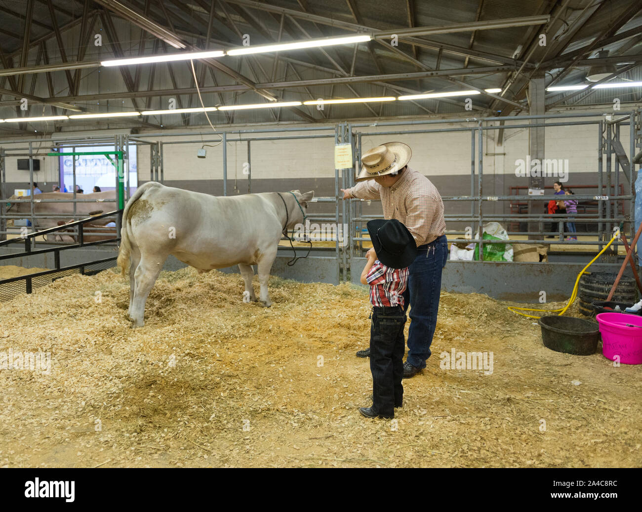 San antonio stock show and rodeo hires stock photography and images