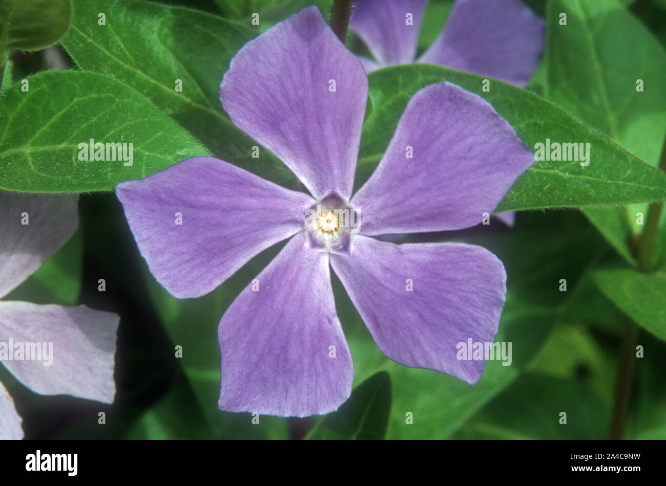 CLOSE-UP OF A VINCA MAJOR FLOWER (KNOWN AS BIGLEAF PERIWINKLE, LARGE PERIWINKLE, GREATER AND BLUE PERIWINKLE) Stock Photo