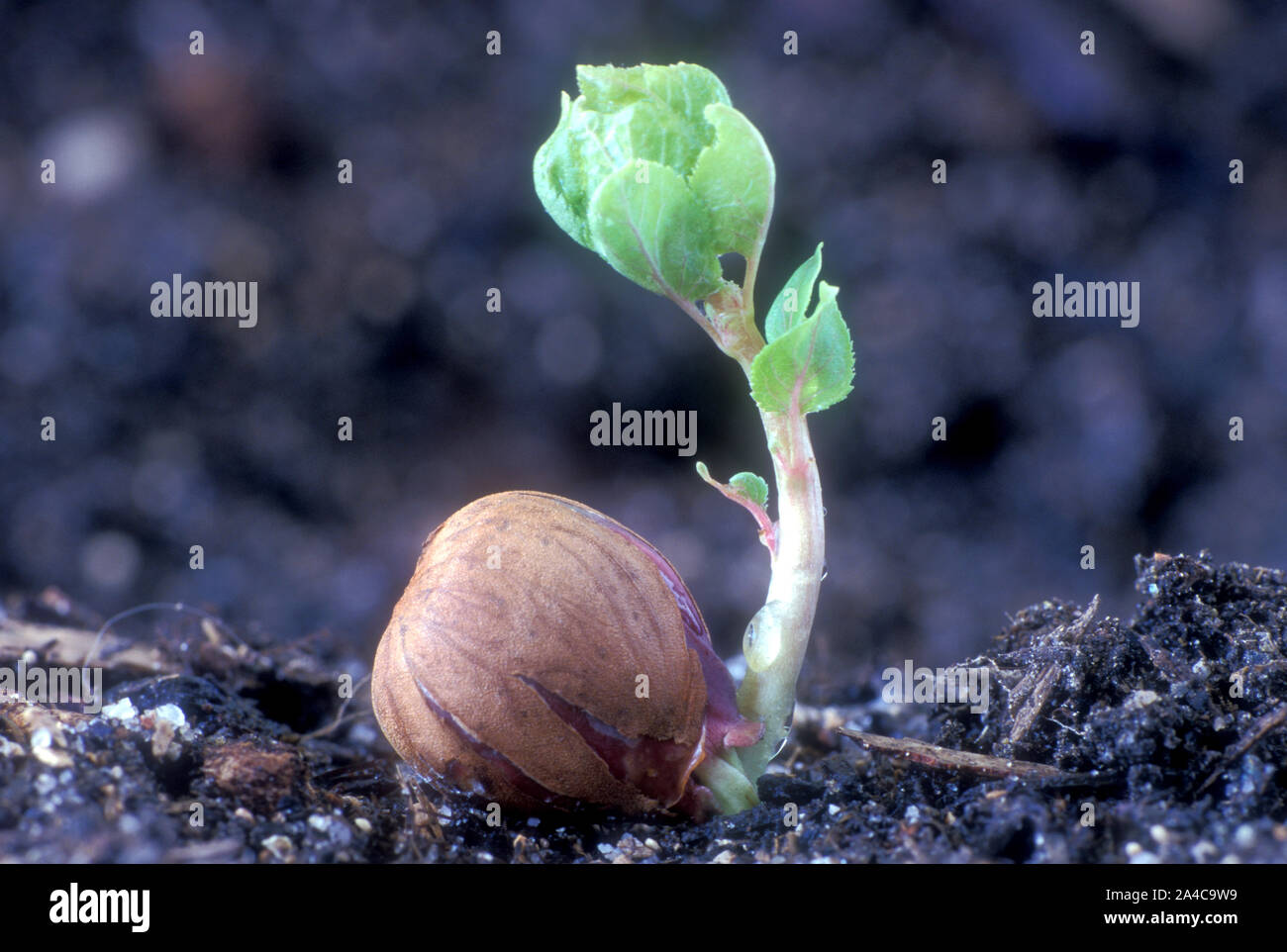 Stonefriuit High Resolution Stock Photography and Images Alamy