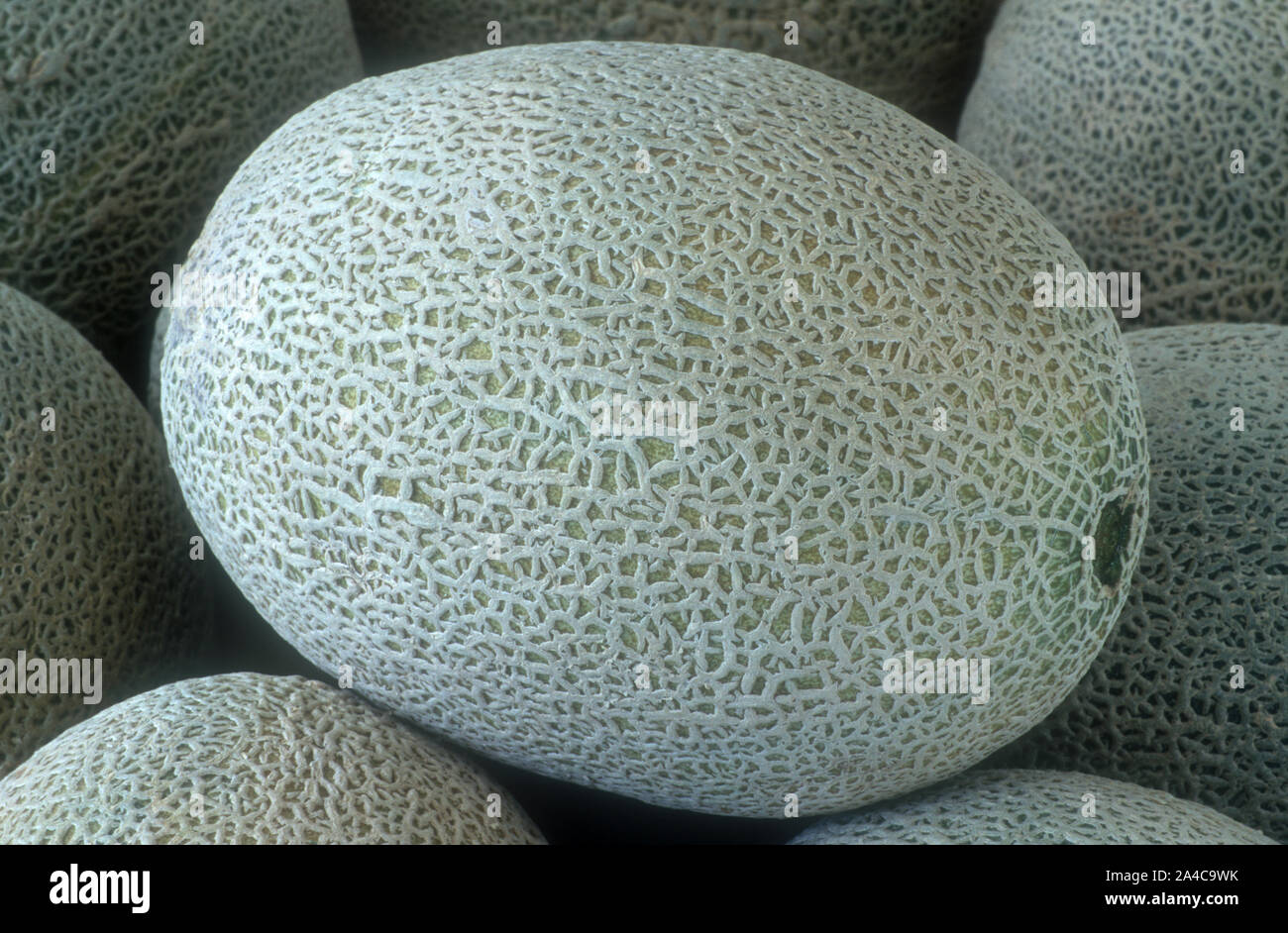 Grove melons. image stock. Image du melon, industrie - 198641039