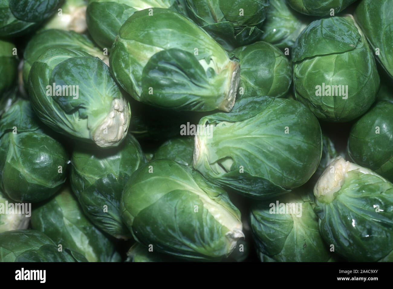 HARVESTED BRUSSELS SPROUTS (BRASSICA OLERACEA Stock Photo Alamy