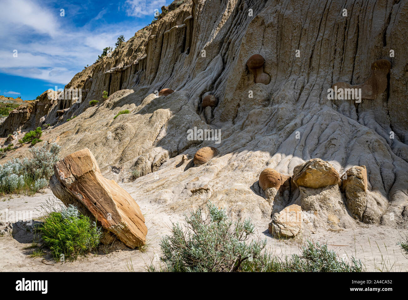 Cannonball concretions form from mineral rich water deposits in the