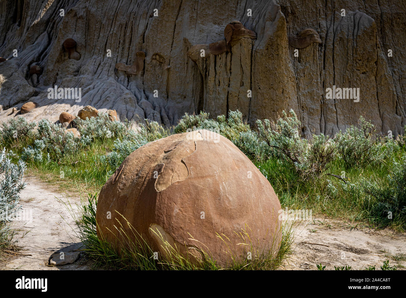 Cannonball concretions form from mineral rich water deposits in the