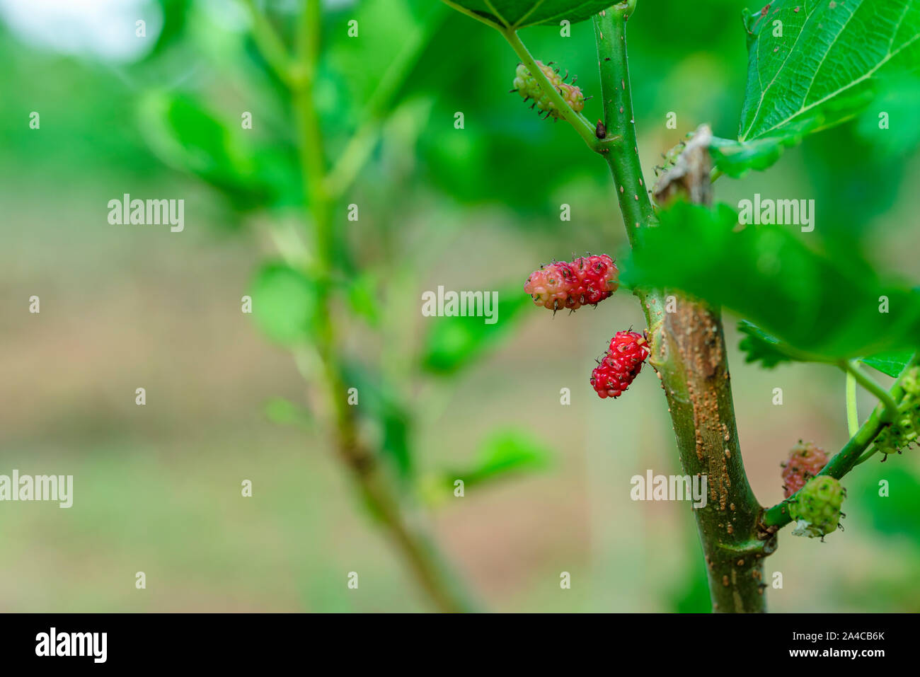 Red purple mulberries on tree.fresh mulberry provides fiber and