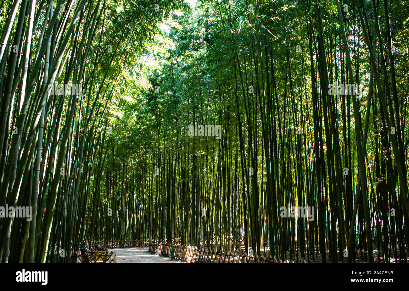 Stunning serene bamboo forest. Take a stroll through this peaceful and magnificent green space, as the bamboo towers above you. Stock Photo