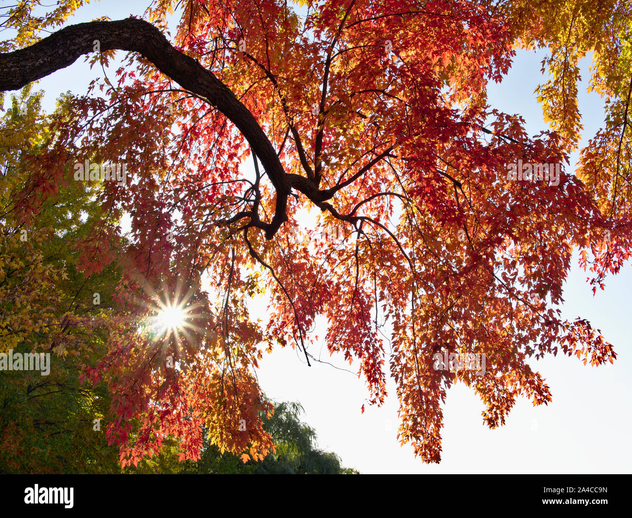 Early morning Autumn sunshine through some