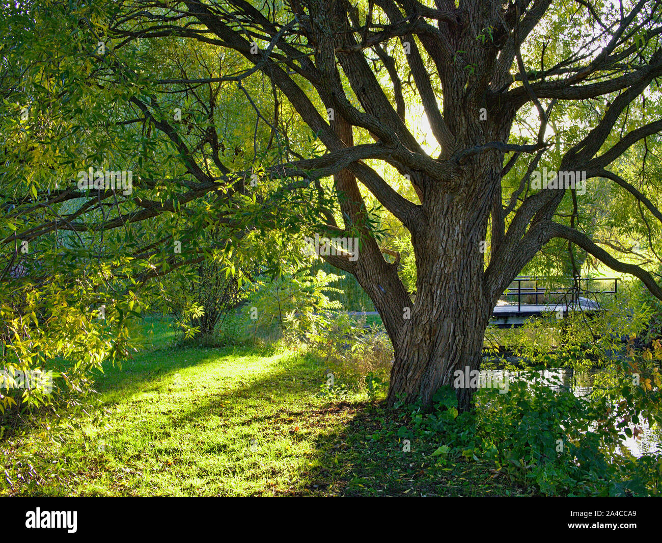 Dominion Tree Dominion arboretum hi-res stock photography and images - Alamy