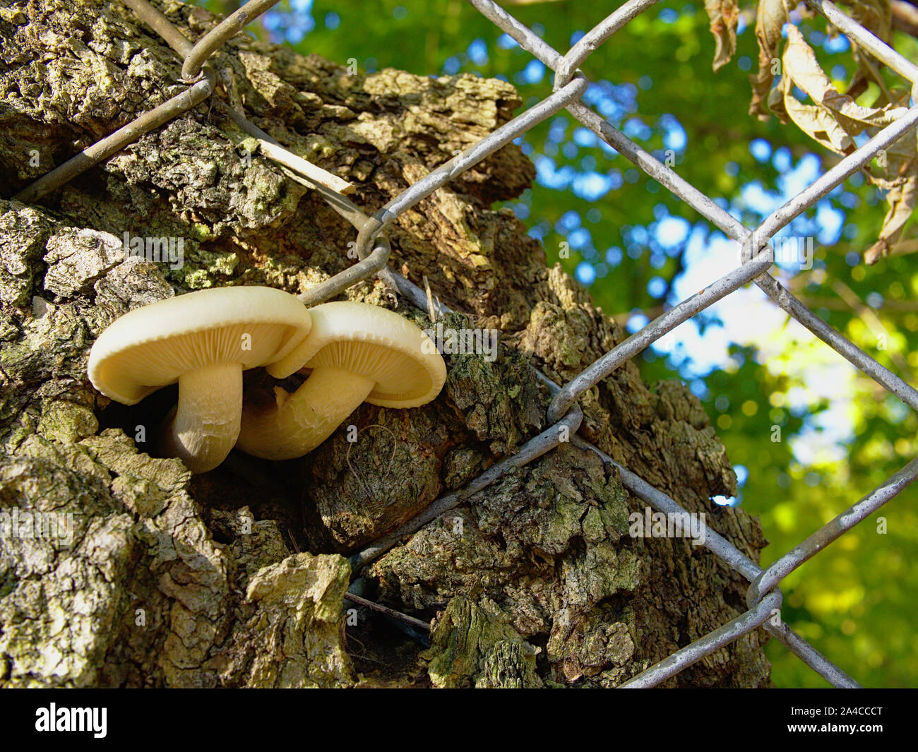 Two perfect white mushroom (Agrocybe cylindracea) growing from a tree between links on a chain link fence. Ottawa, Ontario, Canada. Stock Photo