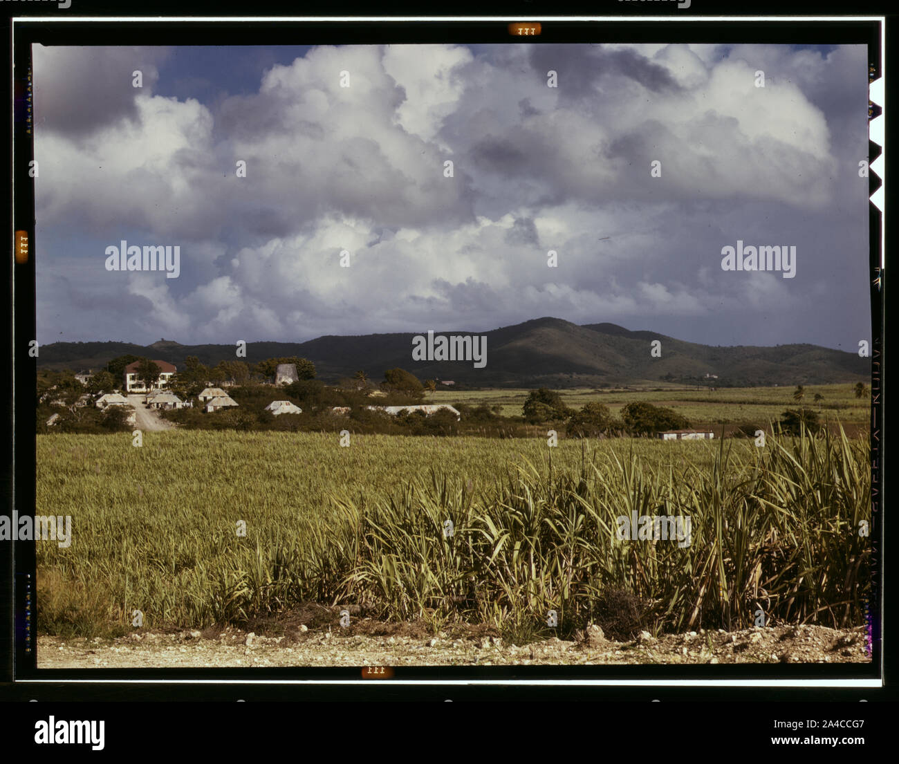 The Virgin Islands, sugar cane country Stock Photo Alamy