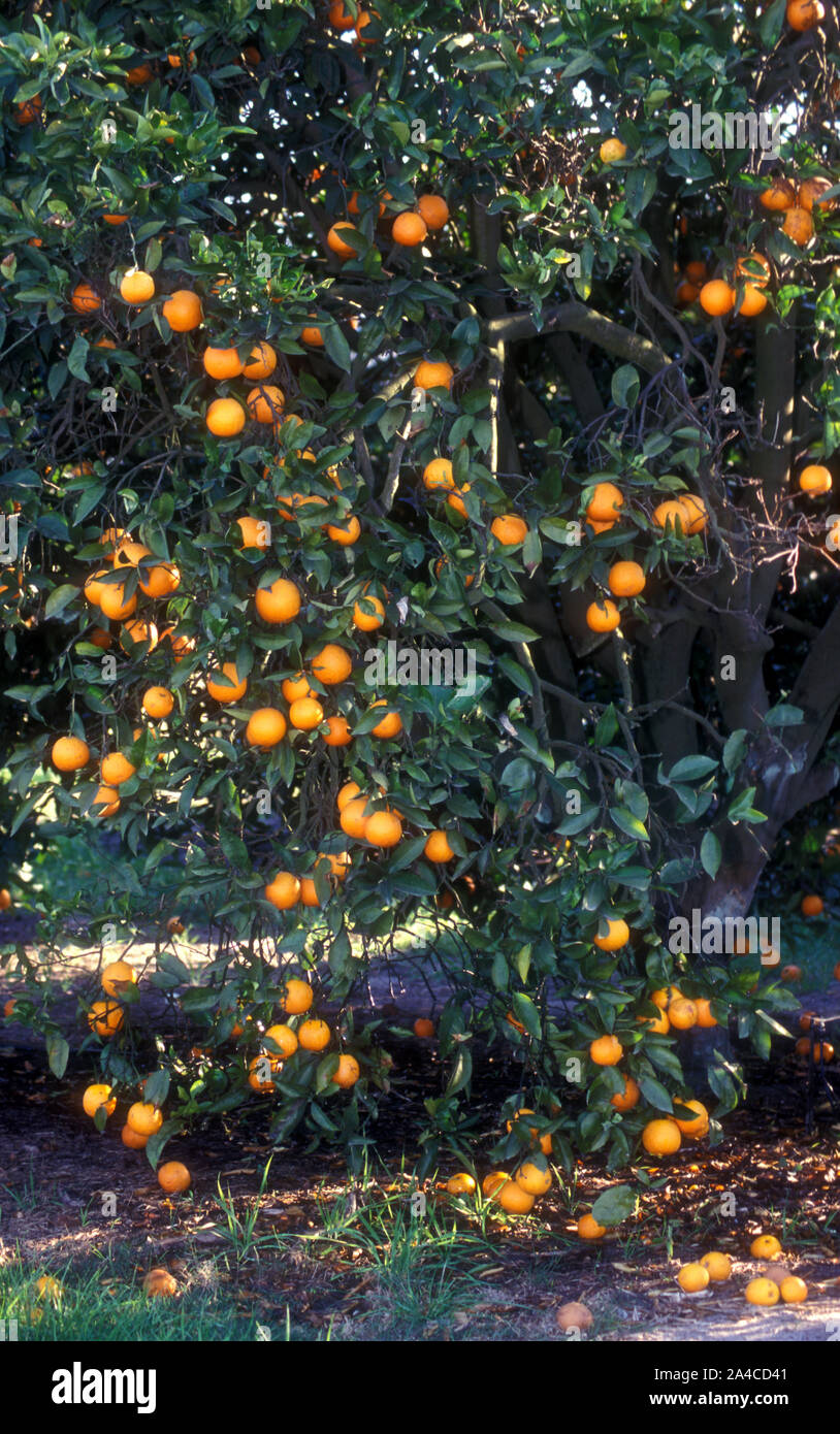 UNHEALTHY ORANGE TREE AND FALLEN FRUIT LEFT TO ROT ON THE GROUND, AUSTRALIA. Stock Photo