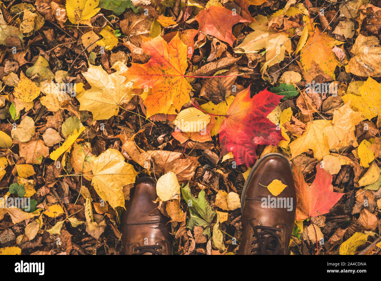 Selfie image of legs in brown leather boots on fallen leaves in the park, top view with copy space. Autumn season concept, trendy lifestyle Stock Photo