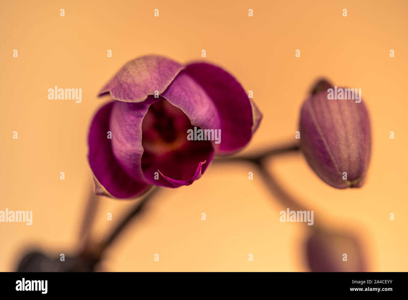 Orchid bud blooming on a yellow background Stock Photo
