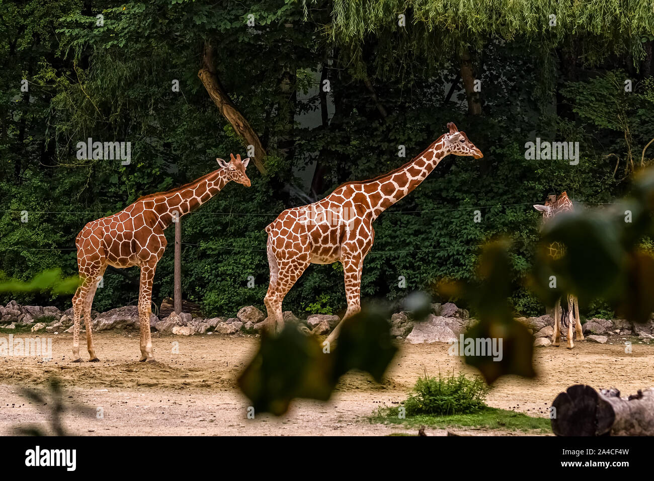 Giraffes in a row hi-res stock photography and images - Alamy