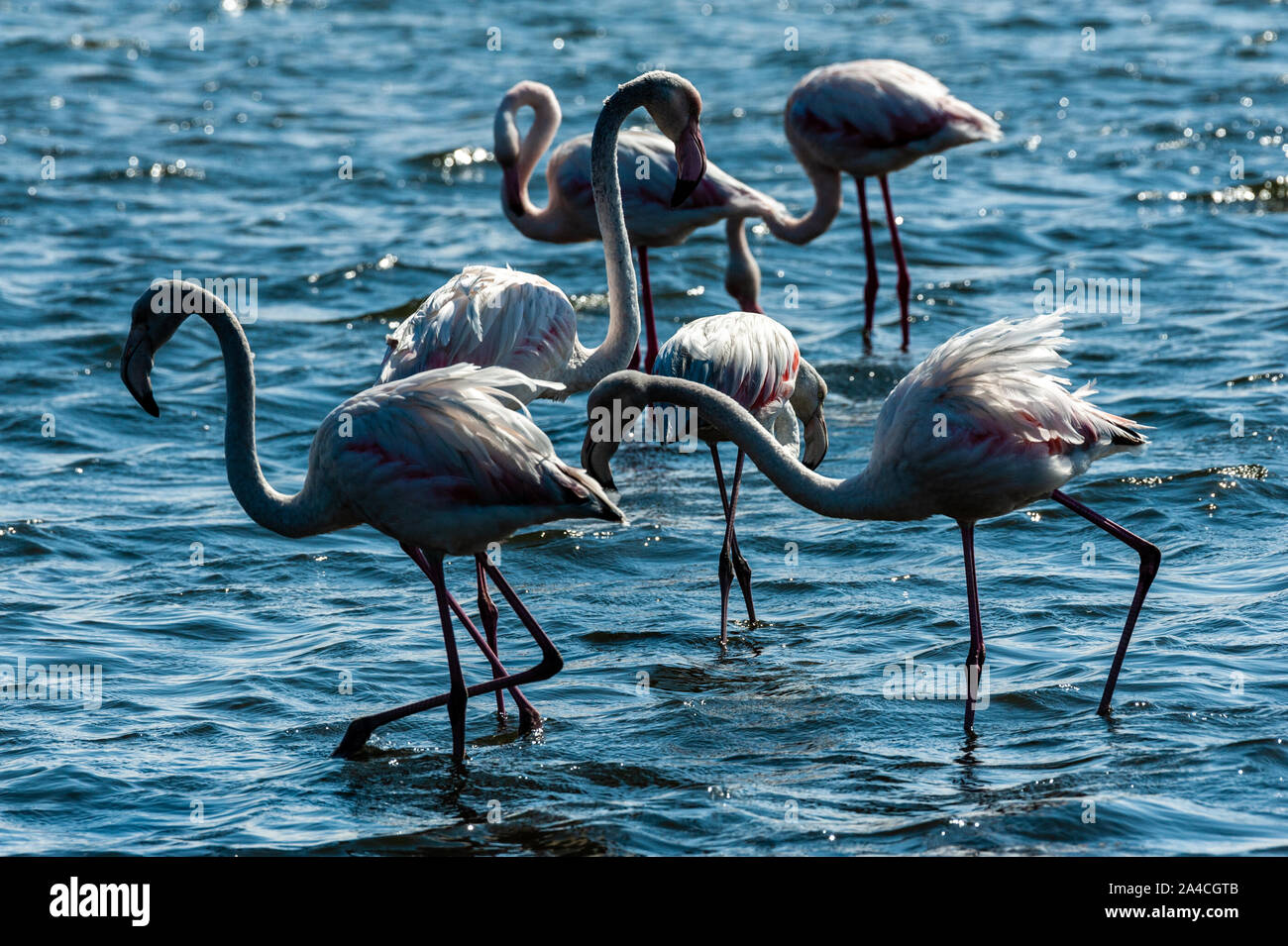 Group Of Flamengos Stock Photo Alamy