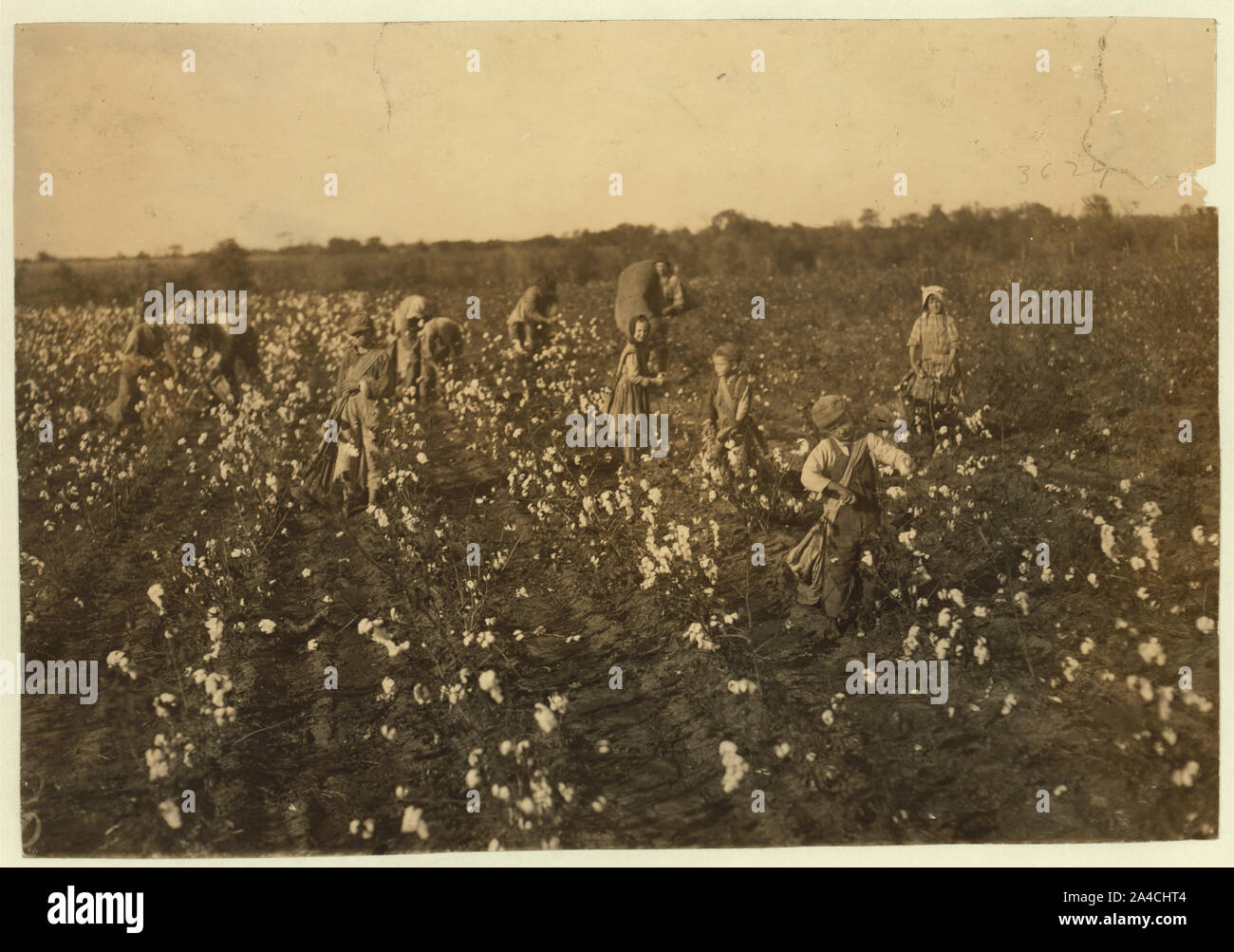 The cotton pickers on this farm were temporary neighbors to the owner. Four adults and seven children. The latter as follows: one six year old boy picks one hundred pounds a day. His father said He picks one hundred pounds every day. Two children of seven pick one hundred and fifty pounds a day each. One of nine years picks about two hundred pounds. Several from ten to fifteen pick three to four hundred pounds. The whole group picks a bale a day. (1,600 to 1,800) pounds a day. Stock Photo