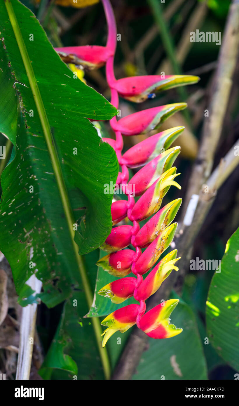 Equatorial Rainforest Central America Stock Photo Alamy