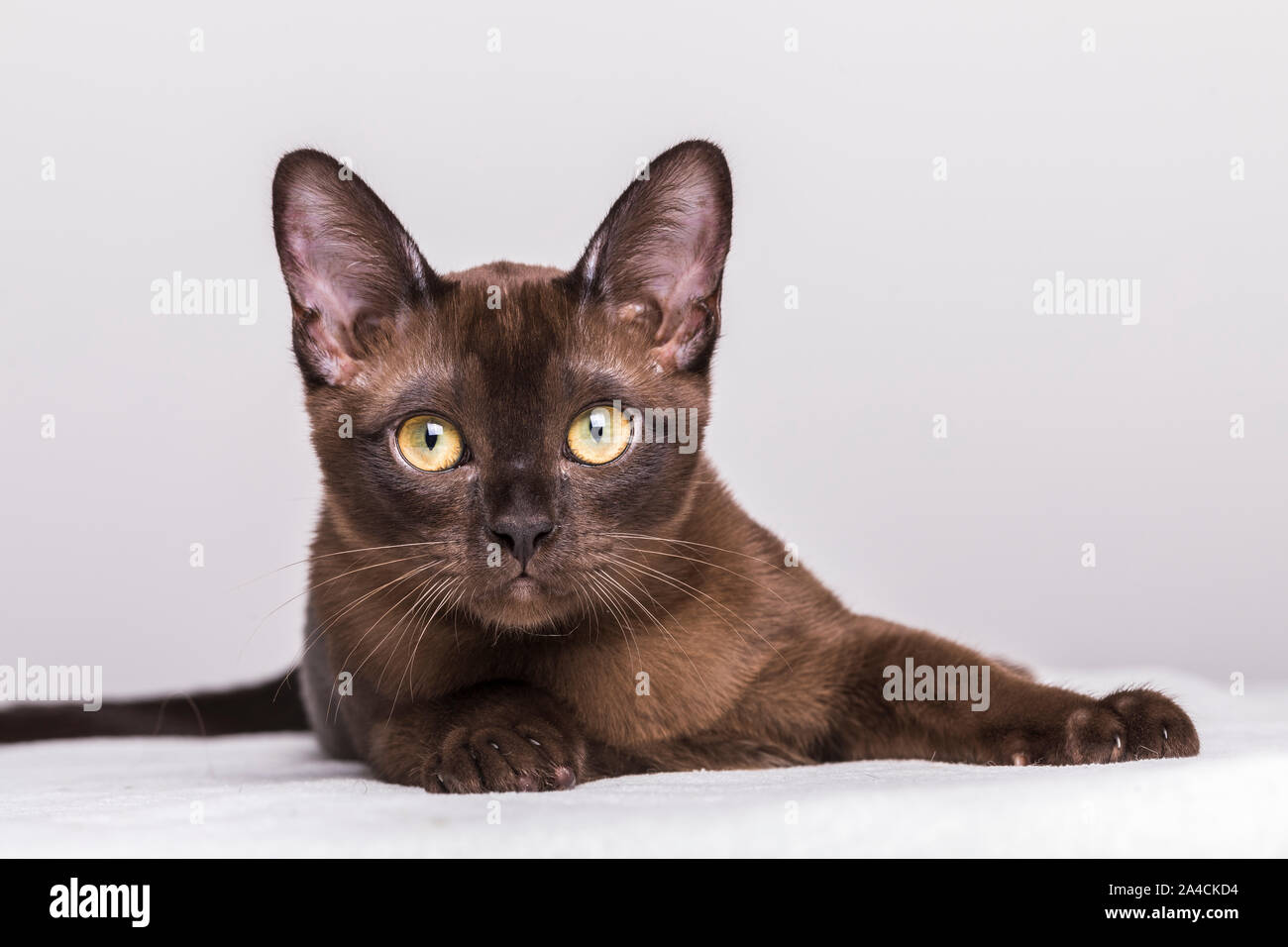 Close-up portrait of a brown Burmese kitten, about 17 weeks old. The brown little cat is lying on a white blanket and is looking at camera. Stock Photo