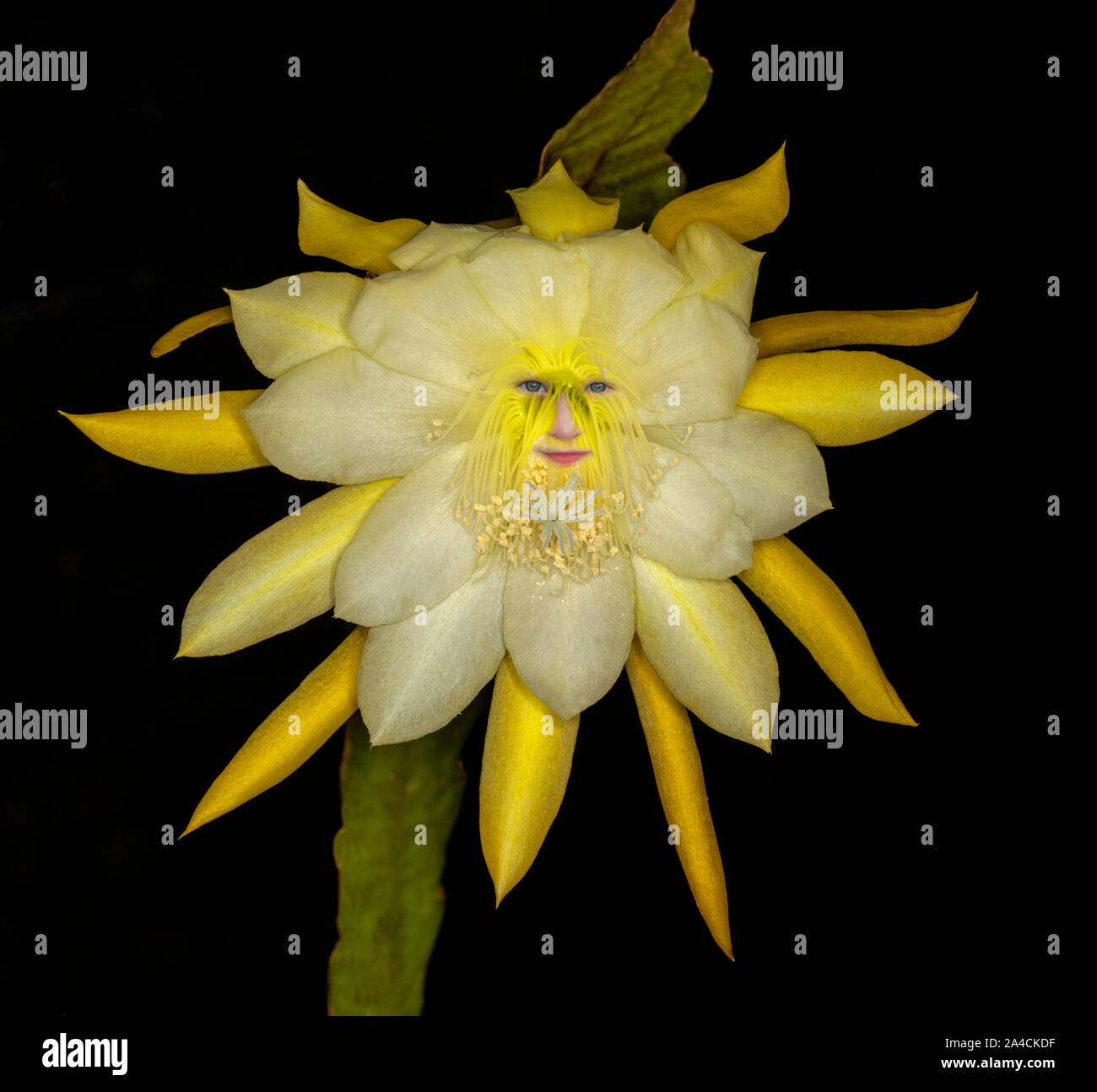Beautiful yellow flower of cactus plant, Epiphyllum 'Going Bananas' , against black background with face of garden spirit peering from among petals Stock Photo