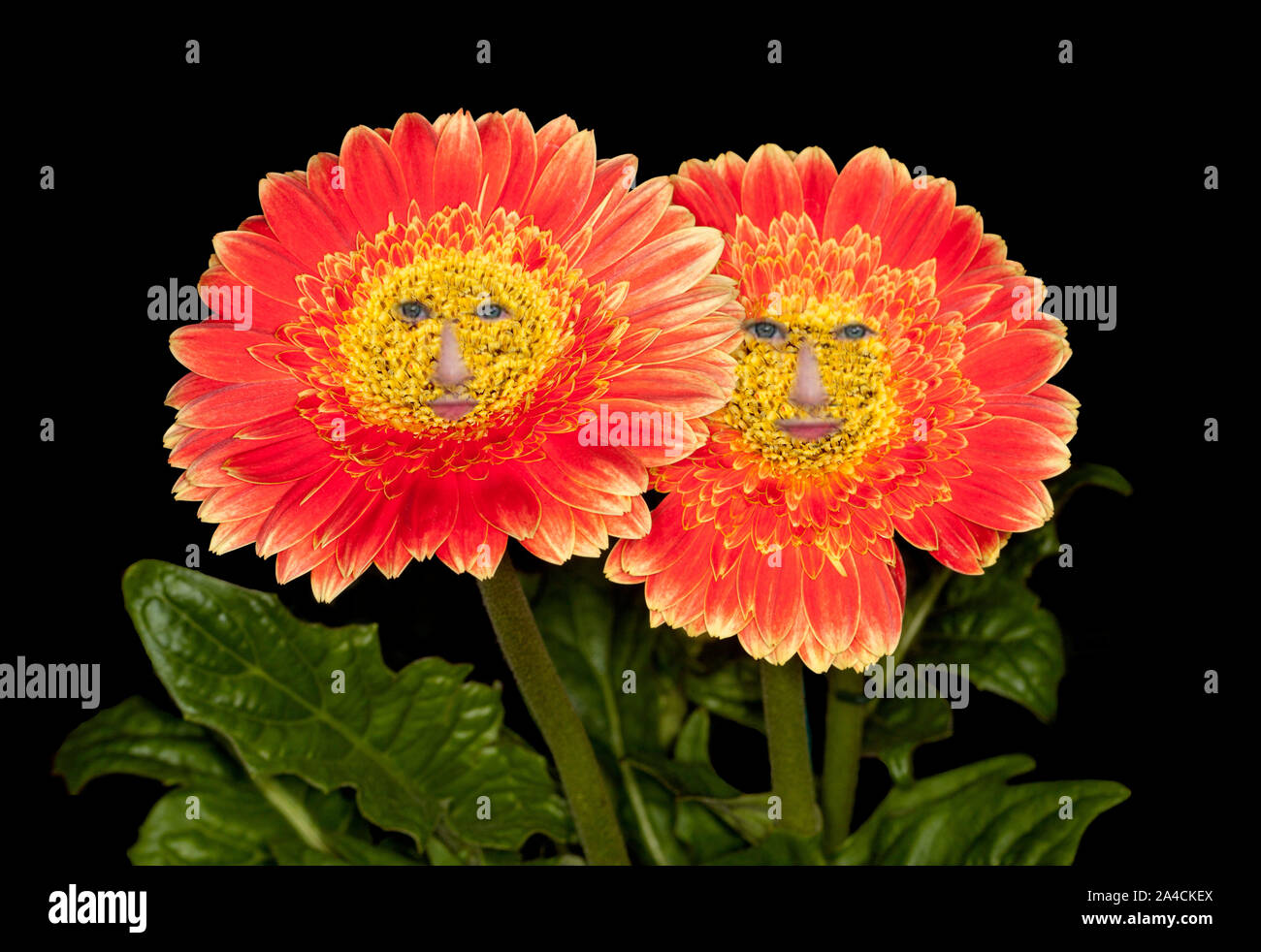 Flowers with faces hi-res stock photography and images - Alamy