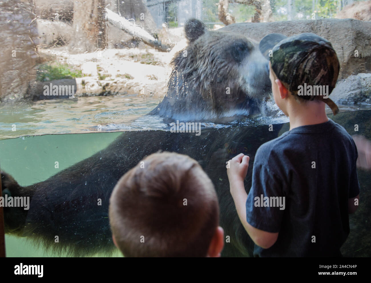 Featured Animals - Grizzly Bear - CMZoo