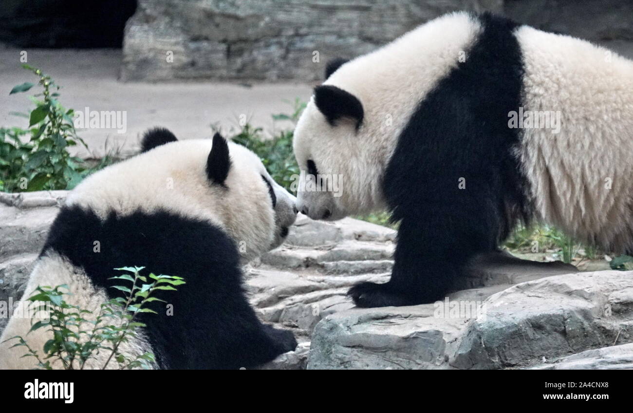 Aktentas overdracht Wanten Beijing, China. 13th Oct, 2019. Twin pandas Mengbao and Mengyu play at  their new home at the Beijing Zoo in Beijing, capital of China, Oct. 13,  2019. The pair of twin pandas