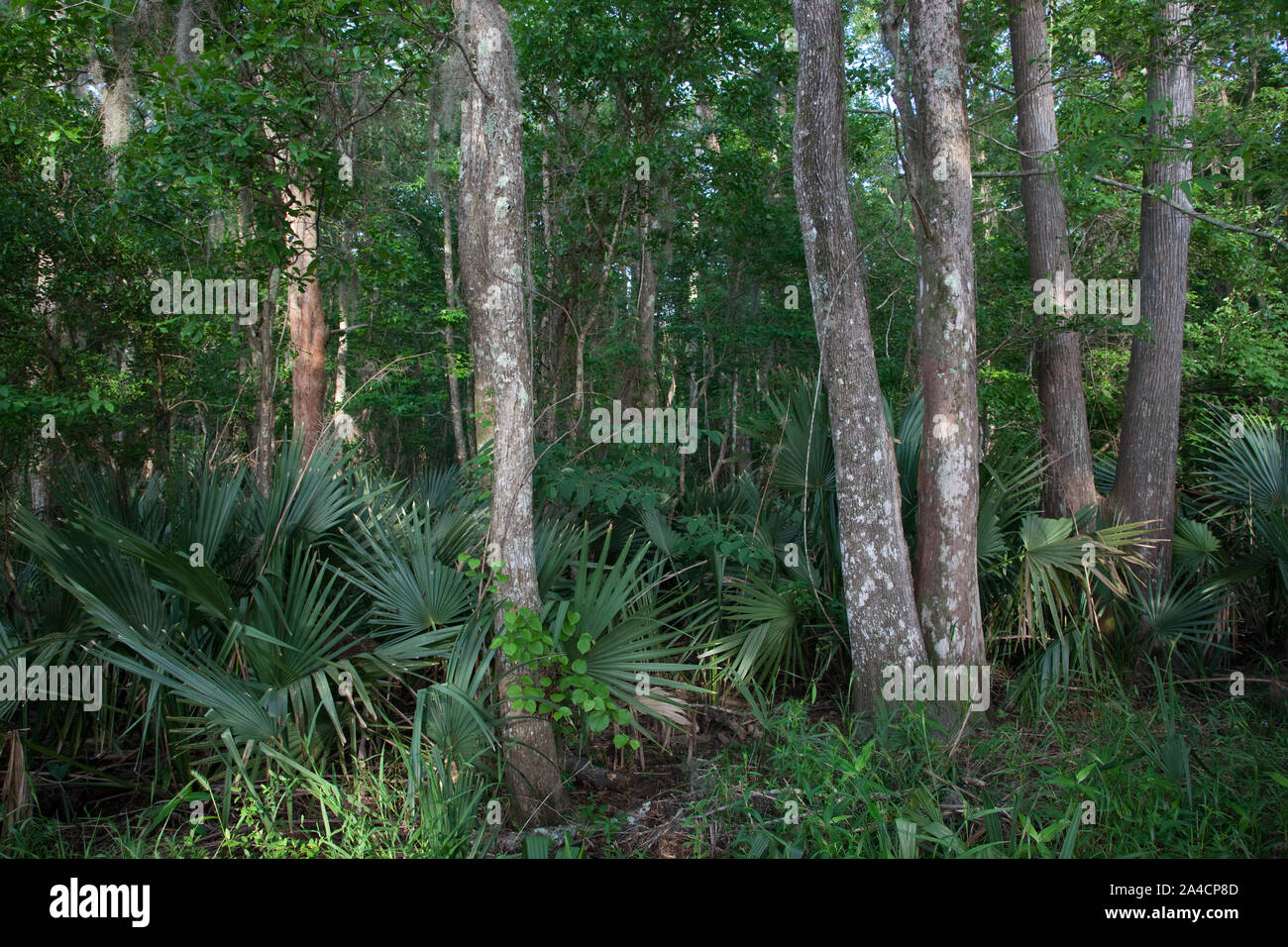 The foliage is beautiful at Blakeley State Park, Spanish Fort, Alabama