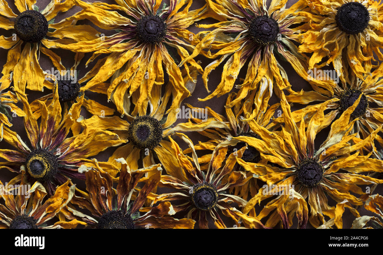 Dried yellow flowers background Stock Photo - Alamy