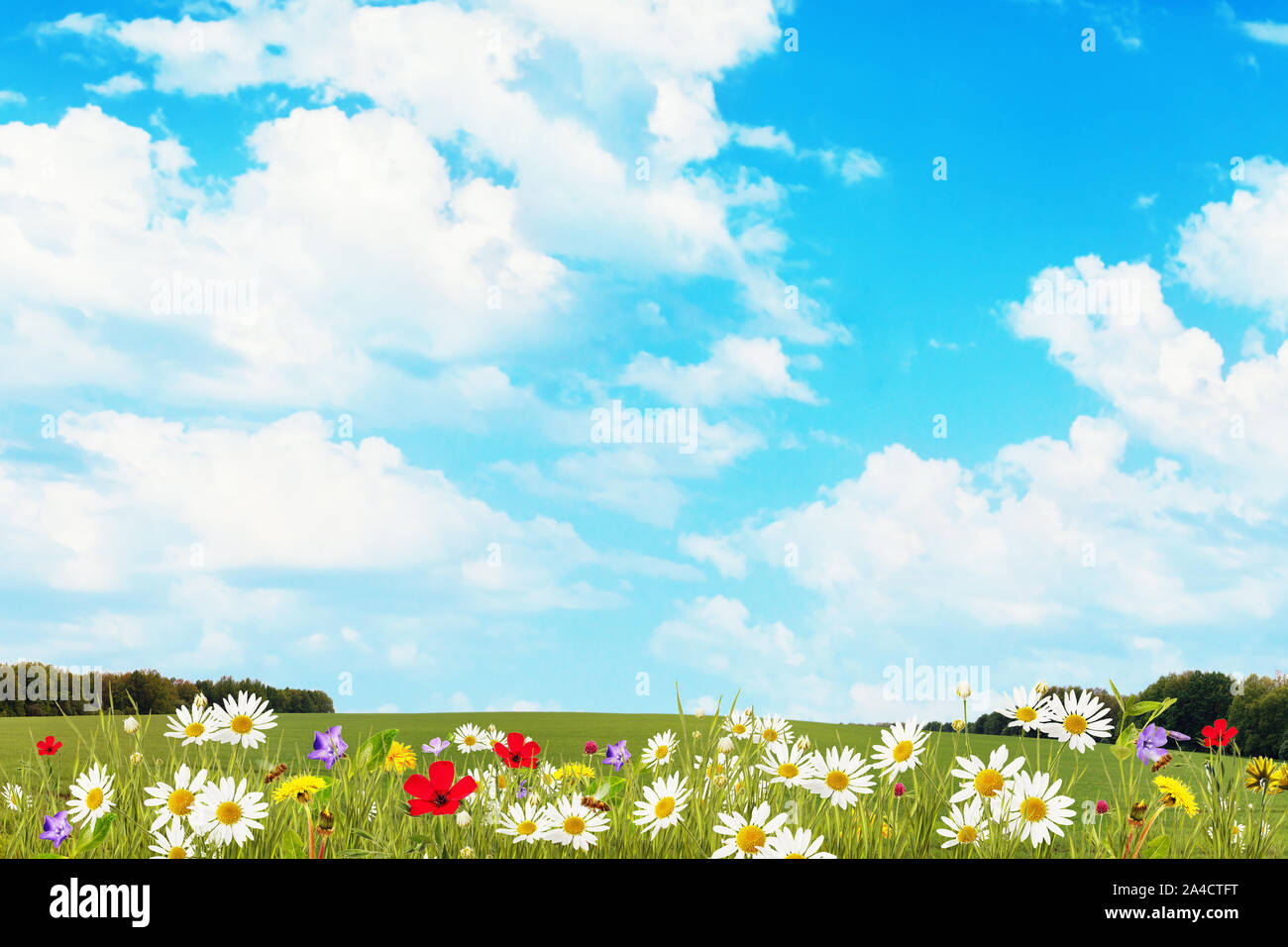 Picturesque summer background of grass on a field with flowers and a  beautiful cloudy sky. Landscape with copy space Stock Photo - Alamy