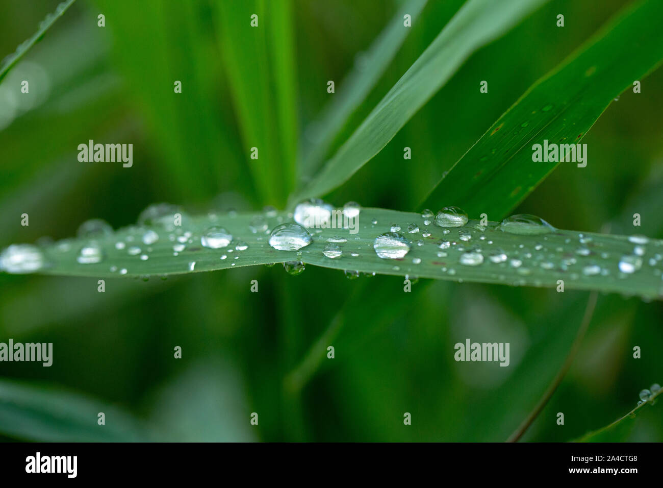 Rain drops running off Reed leaves, (Phragmites australis). Water drops. Rainfall. Surface tension. Drip, drips, dripping, run off. Weather. Climate. Stock Photo